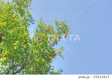 赤い実のついたナツメの木と青空のスペース 赤い実のついたナツメの木と青空のスペース 25614815