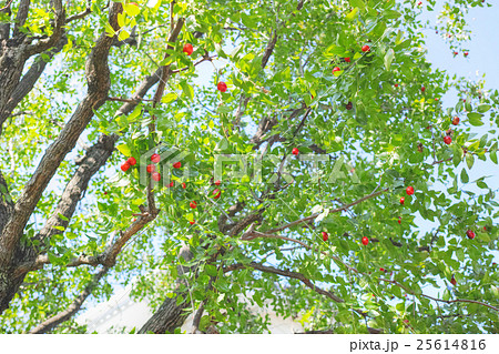 赤い実のついたナツメの木の写真素材