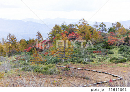 白根山　紅葉 25615061