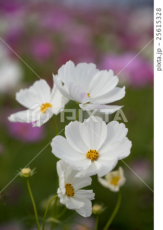 コスモスの花のクローズアップ 25615328