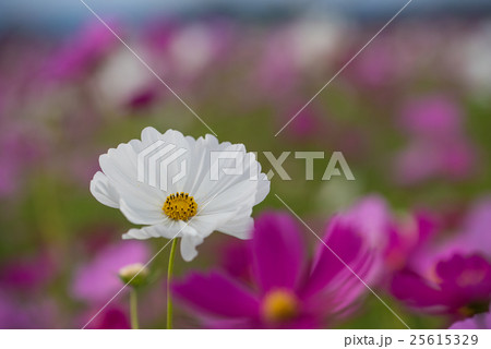 コスモスの花のクローズアップ 25615329