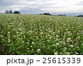 蕎麦畑 25615339