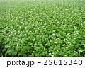 蕎麦の花 25615340