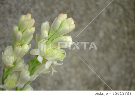 チューベローズの花 25615733
