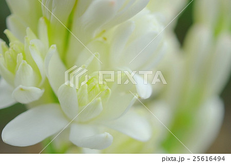 チューベローズの花（クローズアップ） 25616494