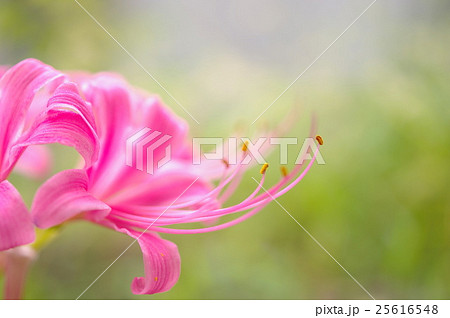 桃色の彼岸花(クローズアップ) 桃色の彼岸花(クローズアップ) 25616548