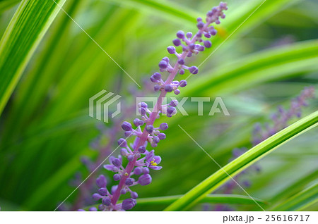 ヤブランの花（クローズアップ） 25616717