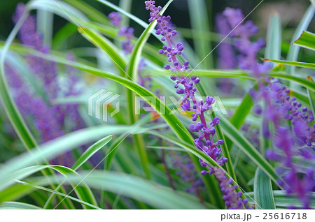 ヤブランの花 25616718
