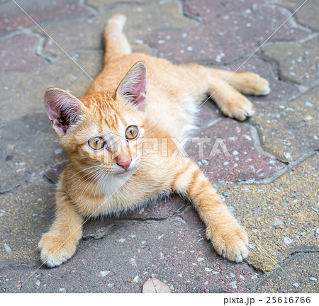 Kitten on floor Kitten on floor 25616766