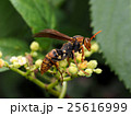 ヤマトアシナガバチ 25616999