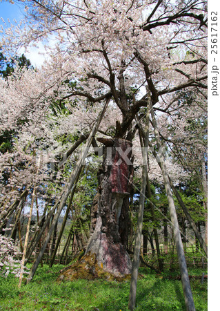 慧日寺の木ざし桜 25617162
