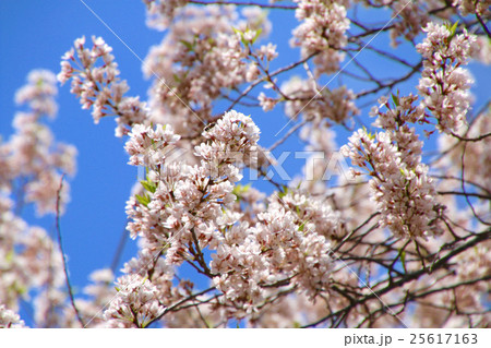 慧日寺の木ざし桜 25617163