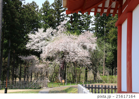 慧日寺の木ざし桜 25617164