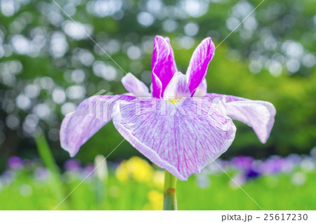 花菖蒲 25617230