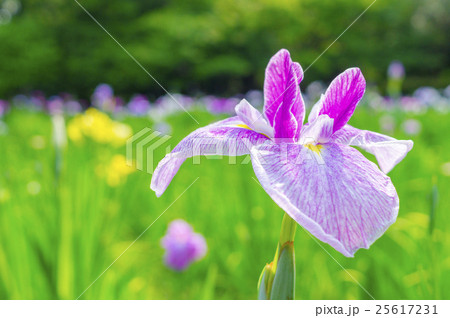 花菖蒲 花菖蒲 25617231