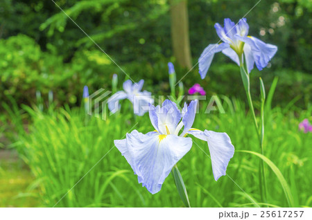 花菖蒲 花菖蒲 25617257