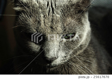 ロシアンブルー 25617670