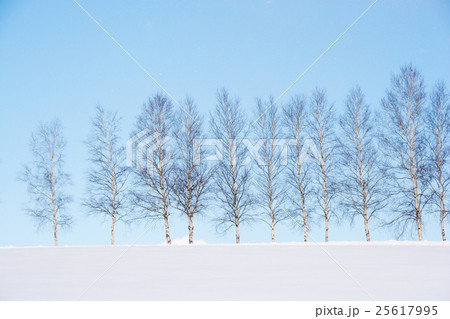 シラカバ並木 25617995