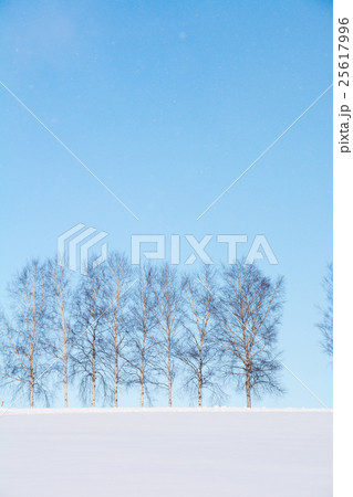 冬の青空とシラカバ並木 25617996