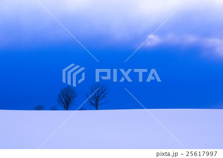 丘の上の二本の木 丘の上の二本の木 25617997
