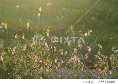 キンエノコログサ 25618002