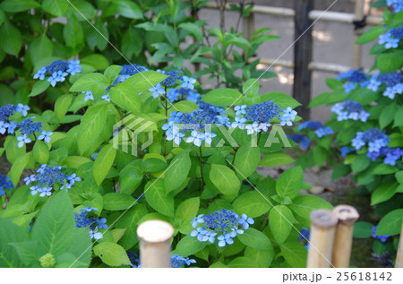 縮景園に咲く紫陽花 縮景園に咲く紫陽花 25618142