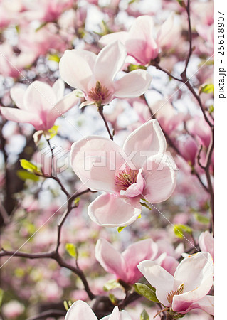 Flowers of magnolia tree in springtime 25618907