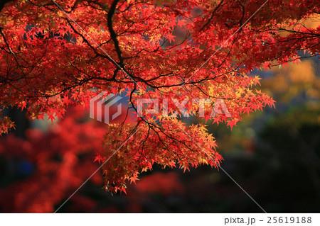 Fall. Autumn at Yasehieizanguchi Fall. Autumn at Yasehieizanguchi 25619188
