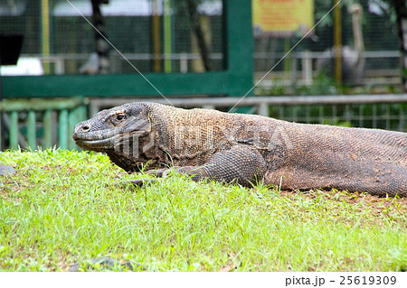 ラグナン動物園のコモドオオトカゲの写真素材