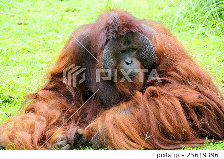 インドネシアのオランウータンの写真素材