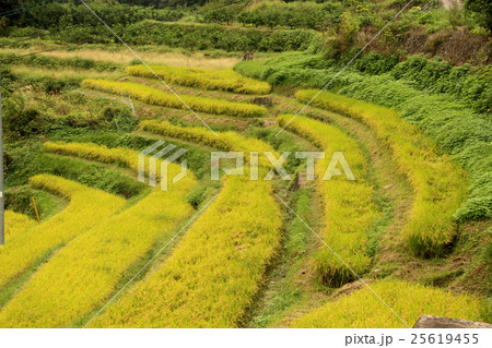 棚田 25619455