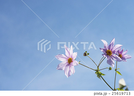 秋イメージ　皇帝ダリアの花 25619713