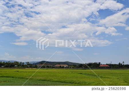 rural houses in village with rice paddy field rural houses in village with rice paddy field 25620398