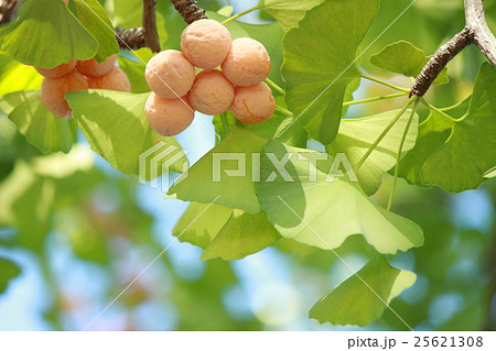 銀杏 銀杏 25621308