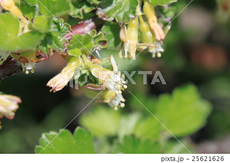 セイヨウスグリの花の写真素材