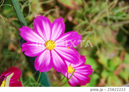 コスモス 25622222
