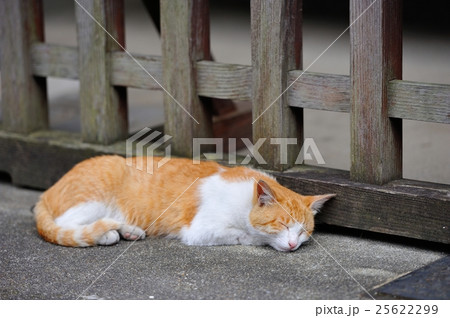 軒先の猫の昼寝の写真素材
