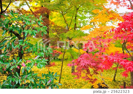 森林の紅葉 25622323