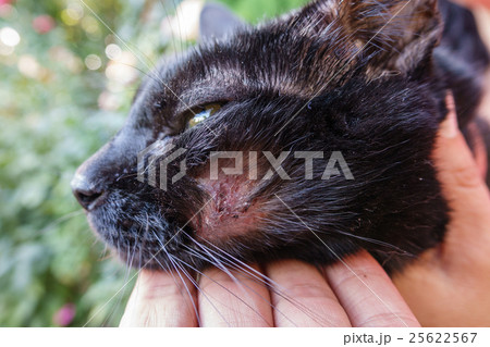 Hurt cat 25622567