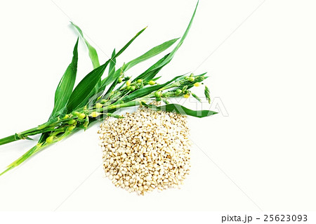 健康食品・ハトムギの成熟種子で作られる漢方薬ヨクイニンと同種のジュズダマの枝・白バック横位置俯瞰 25623093