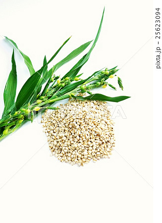 健康食品・ハトムギの成熟種子で作られる漢方薬ヨクイニンと同種のジュズダマの枝・白バック縦位置俯瞰 25623094