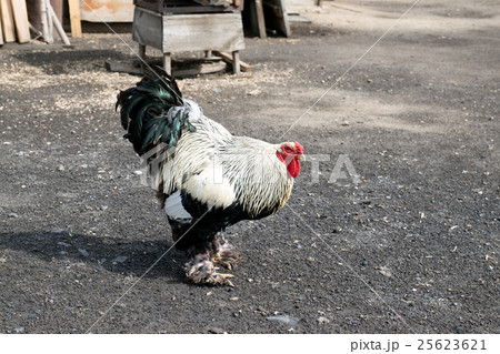 White Black rooster and hen in the yard 25623621