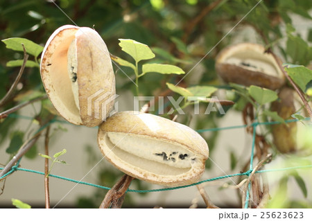 鳥に少しだけ突かれているアケビの実　素朴なイメージ 25623623