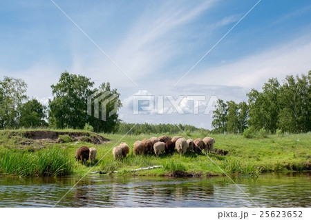 Young sheep on the riverside 25623652