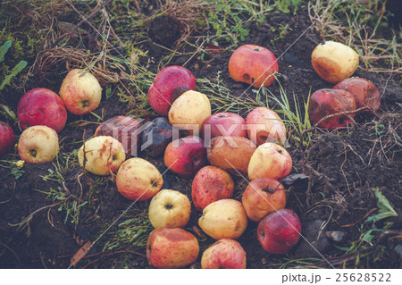 Fallen apples in red and yellow colors 25628522