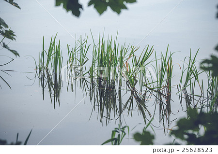 Green reeds in a calm lake Green reeds in a calm lake 25628523
