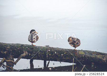 Male and female duck on a fallen tree Male and female duck on a fallen tree 25628524