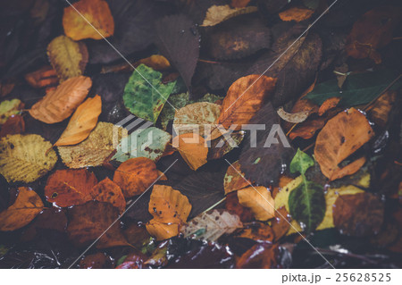 Autumn leaves in various colors Autumn leaves in various colors 25628525