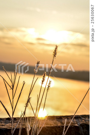 Dry reed bending over the water. Retro style. Dry reed bending over the water. Retro style. 25630067
