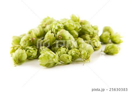 Fresh green hops 25630383
